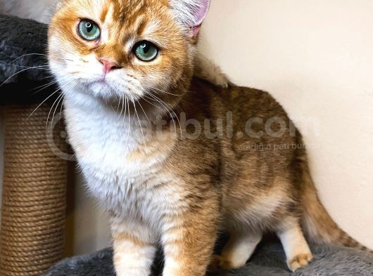 British Shorthair Ny 11 Erkek Üretim Şecereli