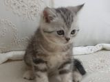 Uygun Puanlı Sahiplendirme
