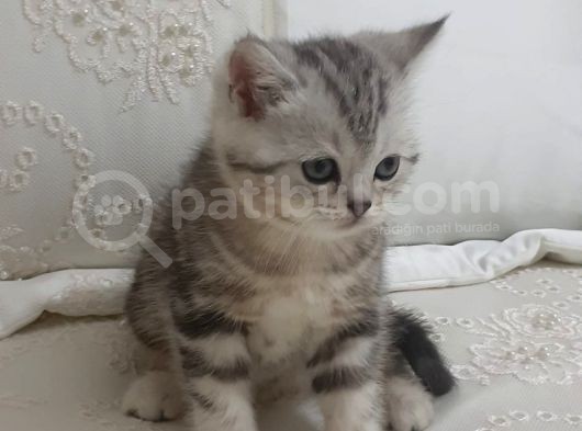 Uygun Puanlı Sahiplendirme