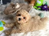 Di̇zayn Irk Malti̇poo Yavrulari