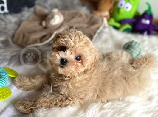 Di̇zayn Irk Malti̇poo Yavrulari görsel