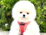 Teddy Bear Pomeranian