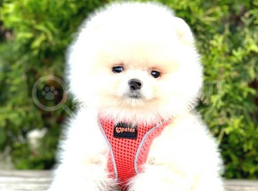 Teddy Bear Pomeranian görsel