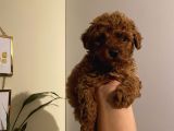 Aşılı Pasaportlu Poodle Yavrularımız