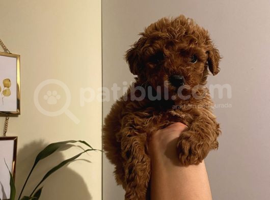 Aşılı Pasaportlu Poodle Yavrularımız görsel