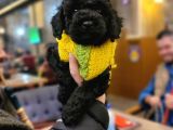 Toy Poodle (Bursa Köpek Okulu)