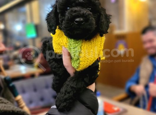 Toy Poodle (Bursa Köpek Okulu) görsel