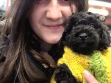 Toy Poodle (Bursa Köpek Okulu)