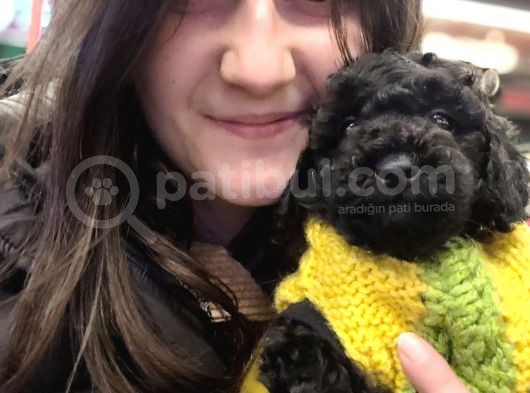 Toy Poodle (Bursa Köpek Okulu) görsel