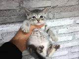 British Shorthair Silver Scotish Fold Dişi Erkek Bebekler Mevcuttur. Daha Fazla Görsel Için Lütfen Iletisim.kurunuz.