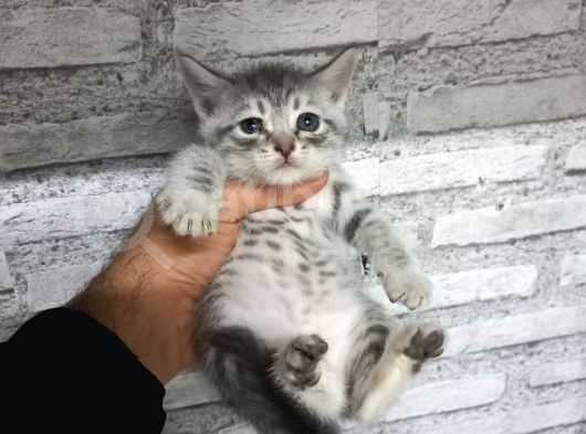 British Shorthair Silver Scotish Fold Dişi Erkek Bebekler Mevcuttur. Daha Fazla Görsel Için Lütfen Iletisim.kurunuz. görsel