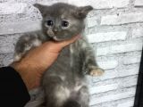 British Shorthair Silver Scotish Fold Dişi Erkek Bebekler Mevcuttur. Daha Fazla Görsel Için Lütfen Iletisim.kurunuz.