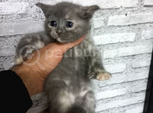 British Shorthair Silver Scotish Fold Dişi Erkek Bebekler Mevcuttur. Daha Fazla Görsel Için Lütfen Iletisim.kurunuz. görsel