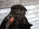 British Shorthair Silver Scotish Fold Dişi Erkek Bebekler Mevcuttur. Daha Fazla Görsel Için Lütfen Iletisim.kurunuz.