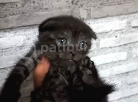 British Shorthair Silver Scotish Fold Dişi Erkek Bebekler Mevcuttur. Daha Fazla Görsel Için Lütfen Iletisim.kurunuz. görsel