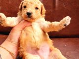 Toy Poodle (Bursa Köpek Okulu)