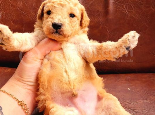 Toy Poodle (Bursa Köpek Okulu) görsel
