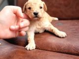 Toy Poodle (Bursa Köpek Okulu)