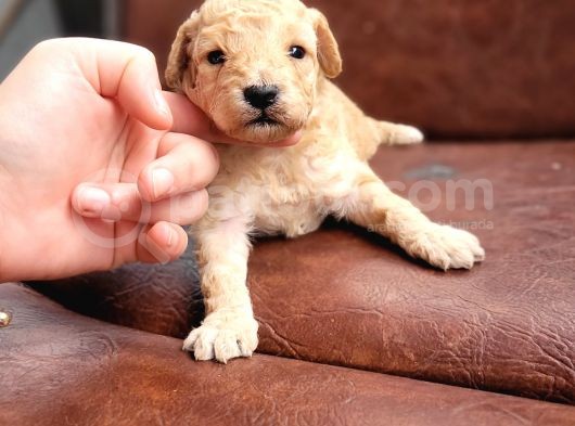 Toy Poodle (Bursa Köpek Okulu) görsel