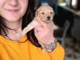 Toy poodle (Bursa Köpek Okulu)