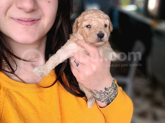 Toy Poodle (Bursa Köpek Okulu)