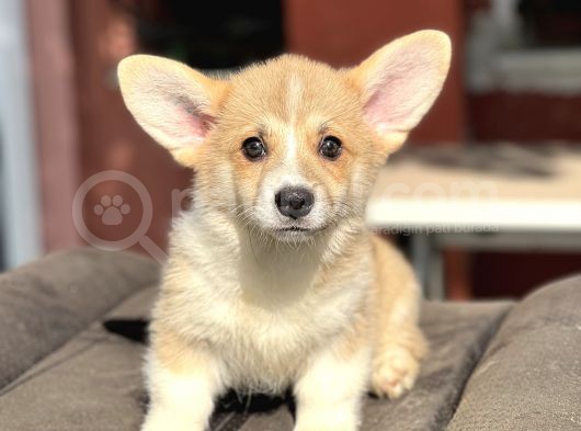 Turkiyede Tek Welsh Corgi Bebekler görsel