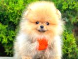 Orange Teacup Pomerani̇an Boo