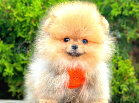 Orange Teacup Pomerani̇an Boo görsel
