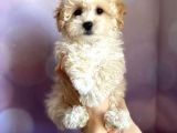 Toy Malti̇poo Yavrulari