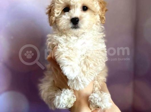 Toy Malti̇poo Yavrulari