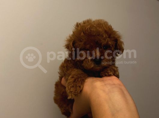 İnstagram Fenomeni Karamel’in Bebekleri görsel