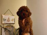 Aşılı Pasaportlu Poodle Yavrularımız