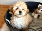 Kusursuz Güzelli̇kte Malti̇poo Yavrulari