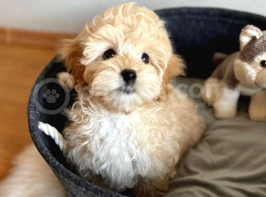 Kusursuz Güzelli̇kte Malti̇poo Yavrulari görsel