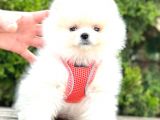 Teddy Bear Pomeranian