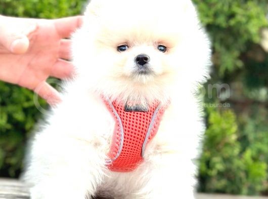 Teddy Bear Pomeranian
