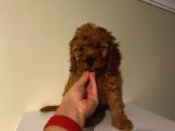 Aşılı Pasaportlu Poodle Yavrularımız