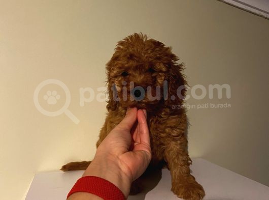 Aşılı Pasaportlu Poodle Yavrularımız görsel