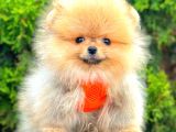 Orange Teacup Pomerani̇an Boo