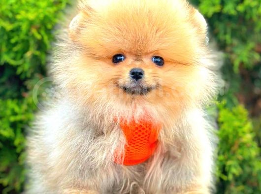 Orange Teacup Pomerani̇an Boo görsel
