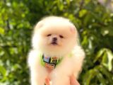 Teddy Bear Erkek Pomerani̇an