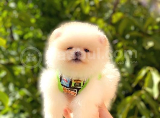 Teddy Bear Erkek Pomerani̇an görsel
