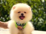 Teddy Bear Erkek Pomerani̇an