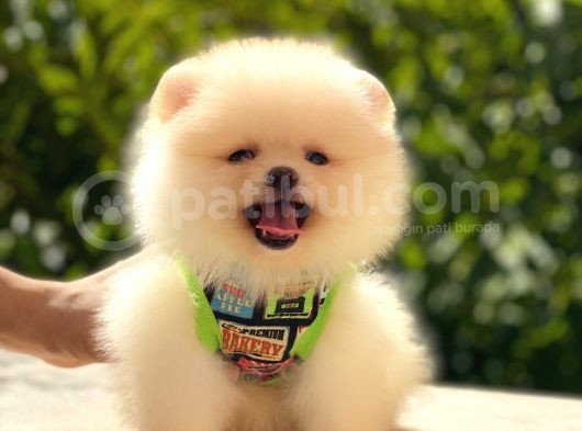 Teddy Bear Erkek Pomerani̇an görsel