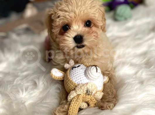 Di̇zayn Irk Malti̇poo Yavrulari görsel