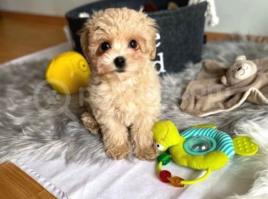 Di̇zayn Irk Malti̇poo Yavrulari