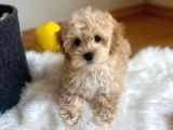 Kusursuz Güzelli̇kte Malti̇poo Yavrulari