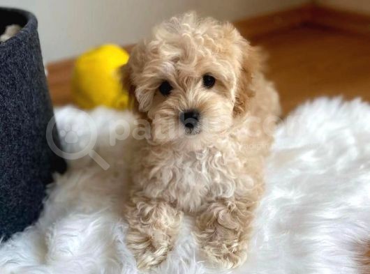 Kusursuz Güzelli̇kte Malti̇poo Yavrulari görsel