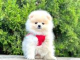 Safkan Teddy Face Pomeranian Boo Yavrularımız