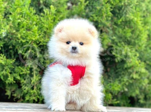 Safkan Teddy Face Pomeranian Boo Yavrularımız görsel